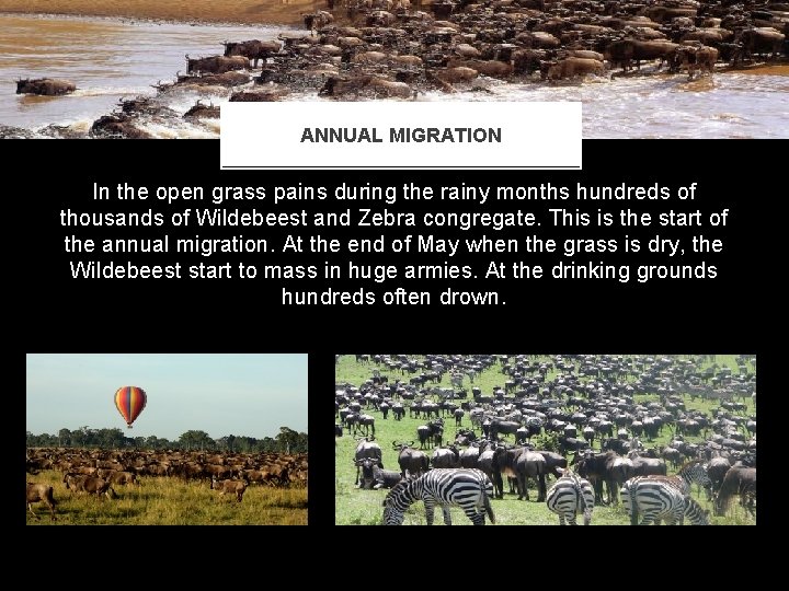 ANNUAL MIGRATION In the open grass pains during the rainy months hundreds of thousands