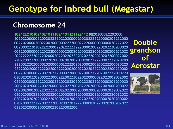 Genotype for inbred bull (Megastar) Chromosome 24 1021222101021021011102110112112110 0220200022202000 202022000002200202222022020000200202222220000202222000 0022020000200200000022220000002022 00200022202022222000220222220000200220202220200020 00220000220222000000220020200022220020020202222022202000202202202222020202022002 22022002220000022020000200200200222220002222020200