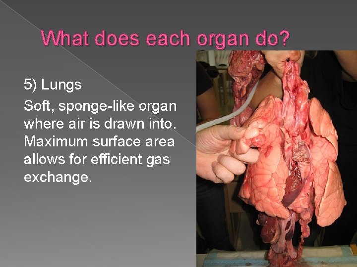 What does each organ do? 5) Lungs Soft, sponge-like organ where air is drawn