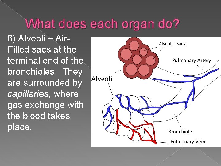 What does each organ do? 6) Alveoli – Air. Filled sacs at the terminal