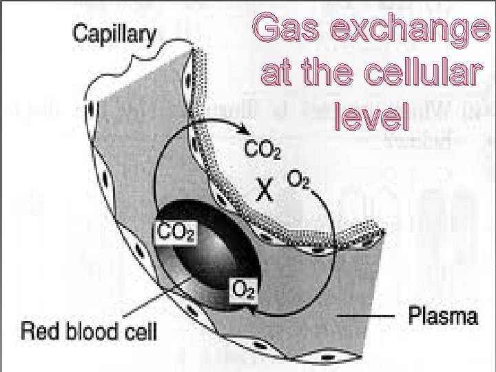 Gas exchange at the cellular level 