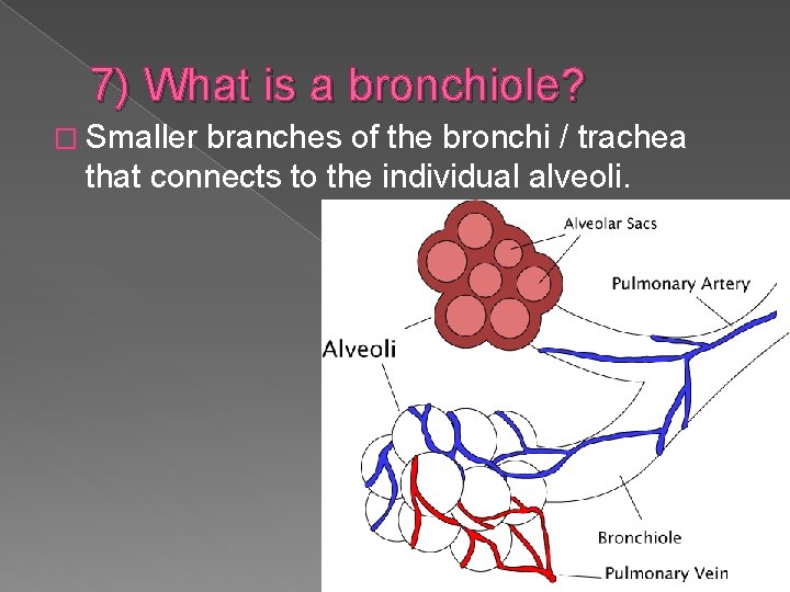 7) What is a bronchiole? � Smaller branches of the bronchi / trachea that