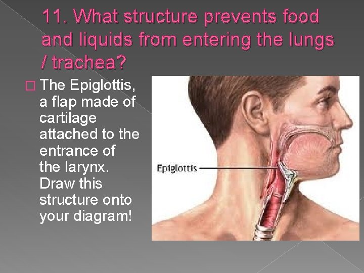 11. What structure prevents food and liquids from entering the lungs / trachea? �