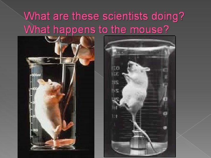 What are these scientists doing? What happens to the mouse? 