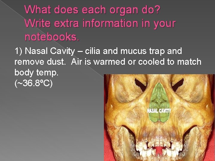 What does each organ do? Write extra information in your notebooks. 1) Nasal Cavity