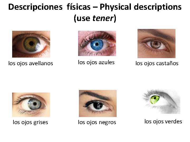 Descripciones físicas – Physical descriptions (use tener) los ojos avellanos los ojos azules los