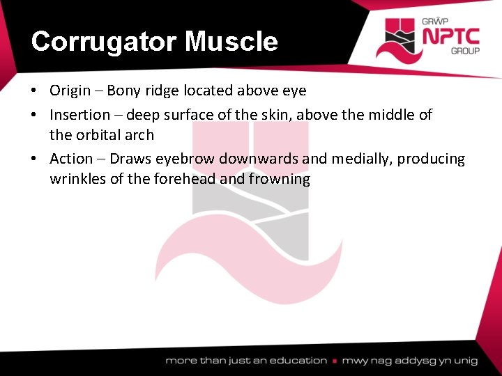 Corrugator Muscle • Origin – Bony ridge located above eye • Insertion – deep Corrugator Muscle • Origin – Bony ridge located above eye • Insertion – deep