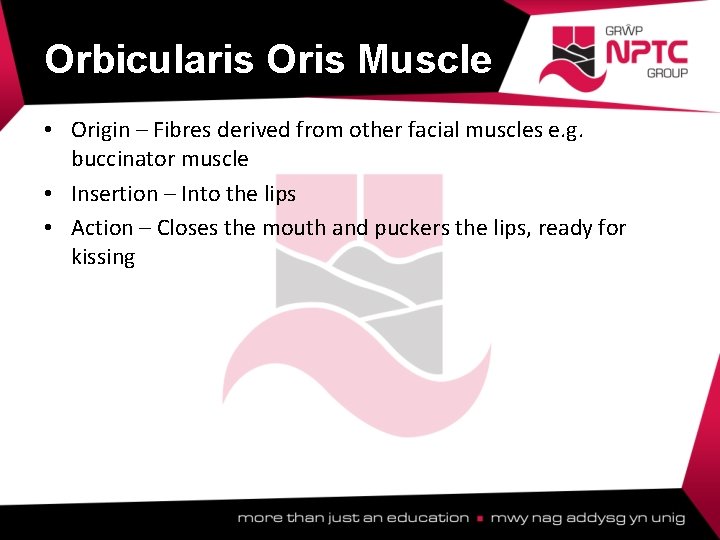 Orbicularis Oris Muscle • Origin – Fibres derived from other facial muscles e. g. Orbicularis Oris Muscle • Origin – Fibres derived from other facial muscles e. g.