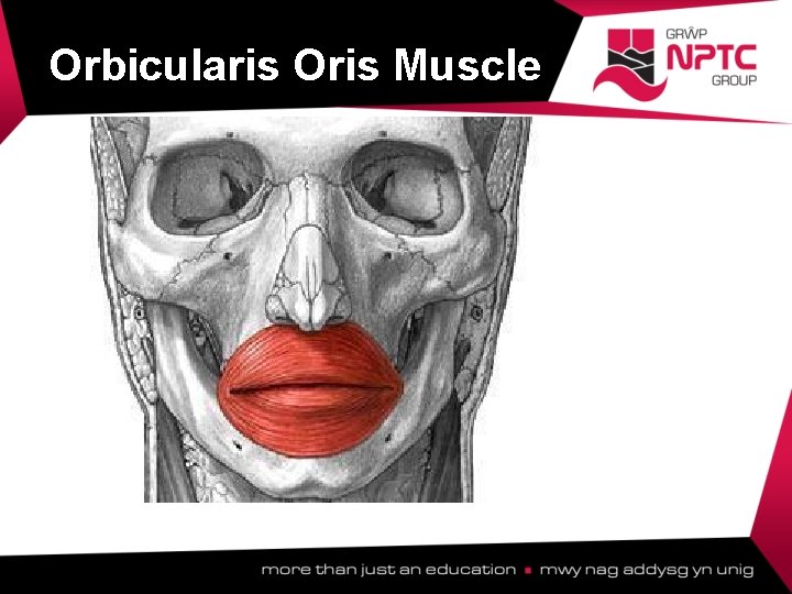 Orbicularis Oris Muscle  Orbicularis Oris Muscle