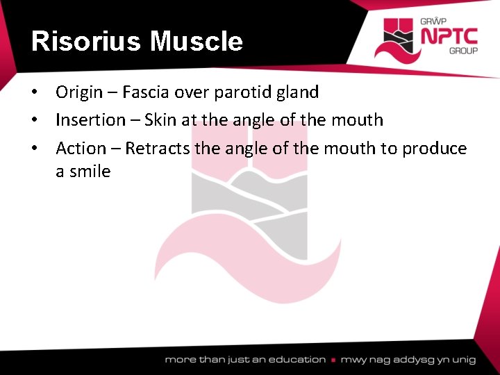 Risorius Muscle • Origin – Fascia over parotid gland • Insertion – Skin at Risorius Muscle • Origin – Fascia over parotid gland • Insertion – Skin at