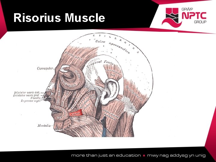Risorius Muscle  Risorius Muscle
