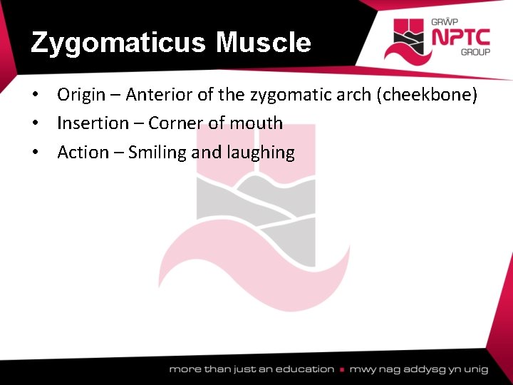 Zygomaticus Muscle • Origin – Anterior of the zygomatic arch (cheekbone) • Insertion – Zygomaticus Muscle • Origin – Anterior of the zygomatic arch (cheekbone) • Insertion –