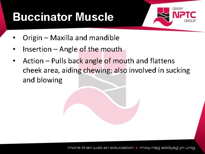 Buccinator Muscle • Origin – Maxilla and mandible • Insertion – Angle of the Buccinator Muscle • Origin – Maxilla and mandible • Insertion – Angle of the