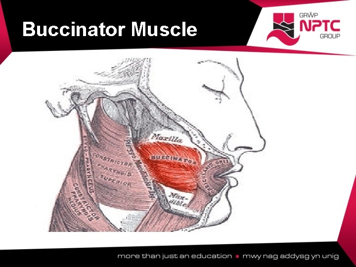 Buccinator Muscle  Buccinator Muscle