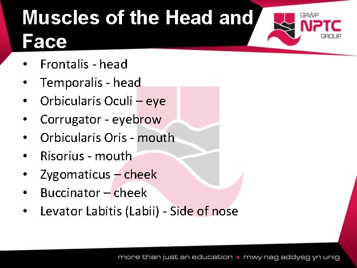 Muscles of the Head and Face • • • Frontalis - head Temporalis - Muscles of the Head and Face • • • Frontalis - head Temporalis -