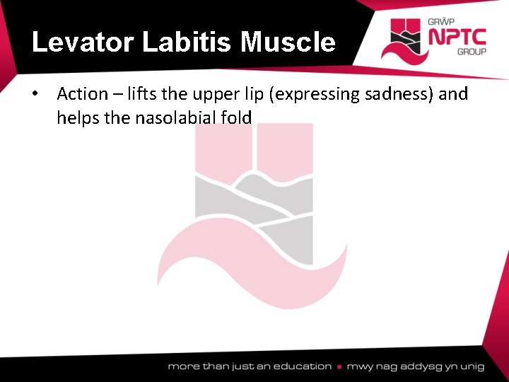 Levator Labitis Muscle • Action – lifts the upper lip (expressing sadness) and helps Levator Labitis Muscle • Action – lifts the upper lip (expressing sadness) and helps