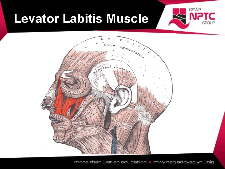 Levator Labitis Muscle  Levator Labitis Muscle