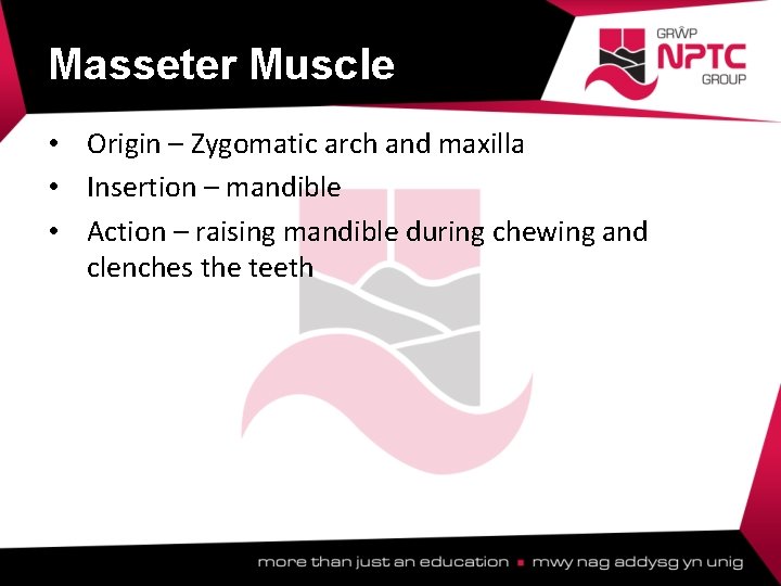 Masseter Muscle • Origin – Zygomatic arch and maxilla • Insertion – mandible • Masseter Muscle • Origin – Zygomatic arch and maxilla • Insertion – mandible •