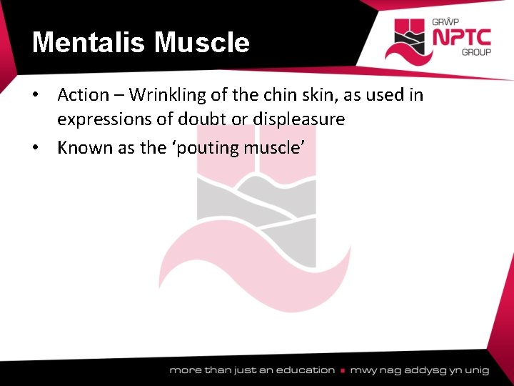 Mentalis Muscle • Action – Wrinkling of the chin skin, as used in expressions Mentalis Muscle • Action – Wrinkling of the chin skin, as used in expressions