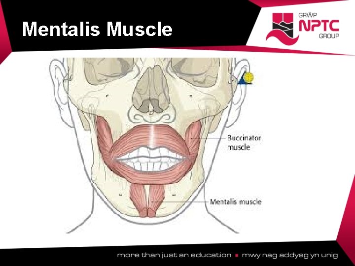 Mentalis Muscle  Mentalis Muscle
