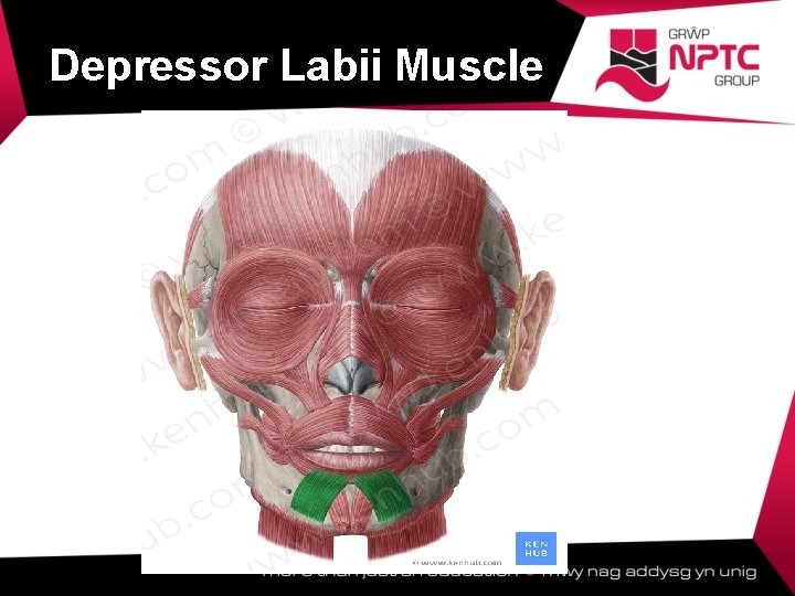 Depressor Labii Muscle  Depressor Labii Muscle