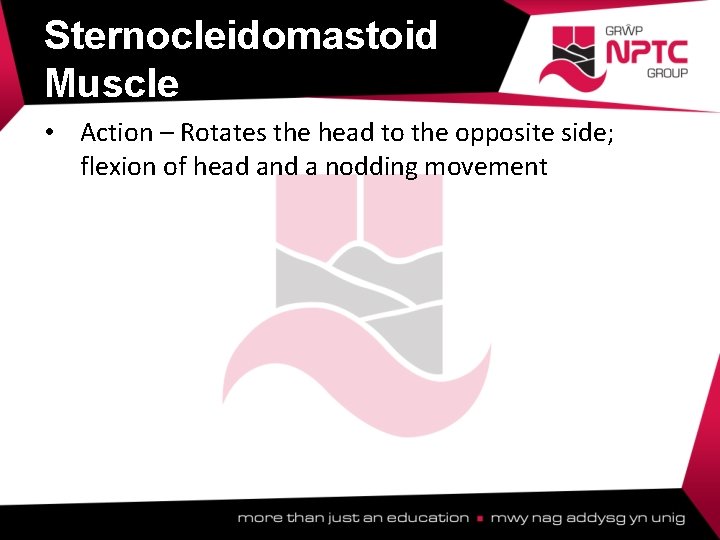Sternocleidomastoid Muscle • Action – Rotates the head to the opposite side; flexion of Sternocleidomastoid Muscle • Action – Rotates the head to the opposite side; flexion of