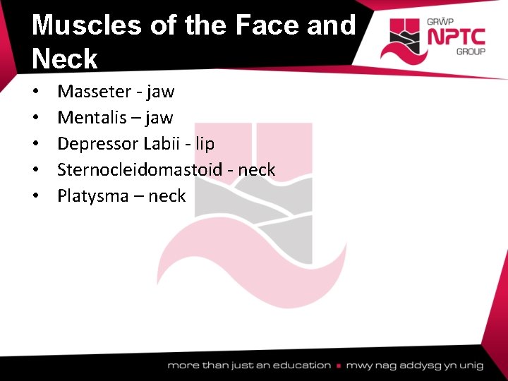 Muscles of the Face and Neck • • • Masseter - jaw Mentalis – Muscles of the Face and Neck • • • Masseter - jaw Mentalis –