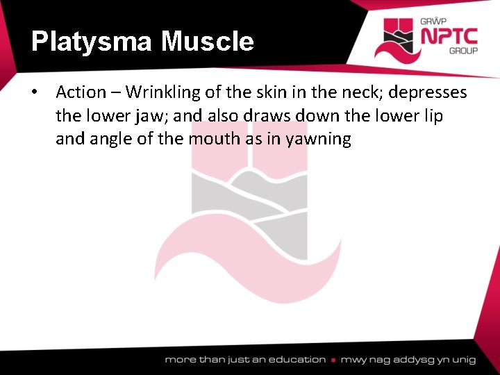 Platysma Muscle • Action – Wrinkling of the skin in the neck; depresses the Platysma Muscle • Action – Wrinkling of the skin in the neck; depresses the