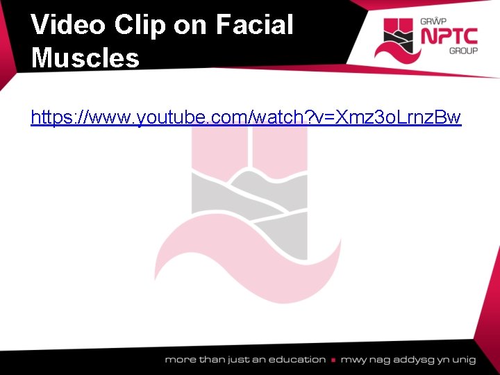 Video Clip on Facial Muscles https: //www. youtube. com/watch? v=Xmz 3 o. Lrnz. Bw Video Clip on Facial Muscles https: //www. youtube. com/watch? v=Xmz 3 o. Lrnz. Bw