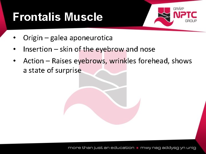 Frontalis Muscle • Origin – galea aponeurotica • Insertion – skin of the eyebrow Frontalis Muscle • Origin – galea aponeurotica • Insertion – skin of the eyebrow