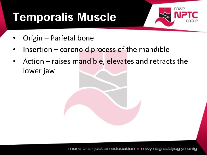 Temporalis Muscle • Origin – Parietal bone • Insertion – coronoid process of the Temporalis Muscle • Origin – Parietal bone • Insertion – coronoid process of the