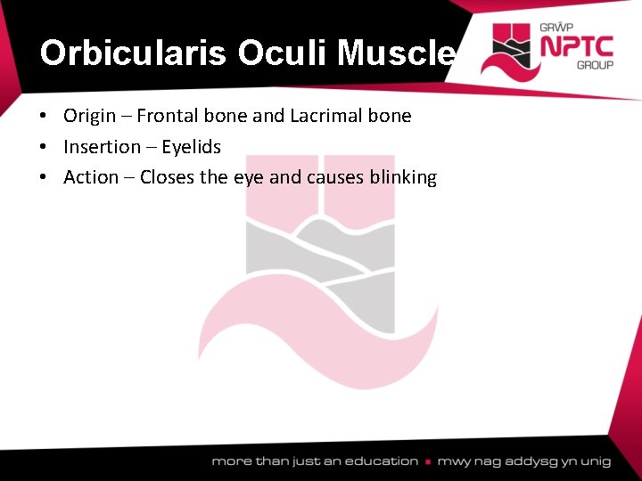 Orbicularis Oculi Muscle • Origin – Frontal bone and Lacrimal bone • Insertion – Orbicularis Oculi Muscle • Origin – Frontal bone and Lacrimal bone • Insertion –