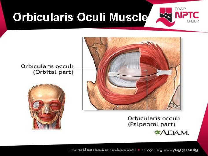 Orbicularis Oculi Muscle  Orbicularis Oculi Muscle