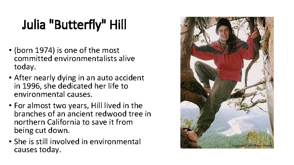 Julia "Butterfly" Hill • (born 1974) is one of the most committed environmentalists alive