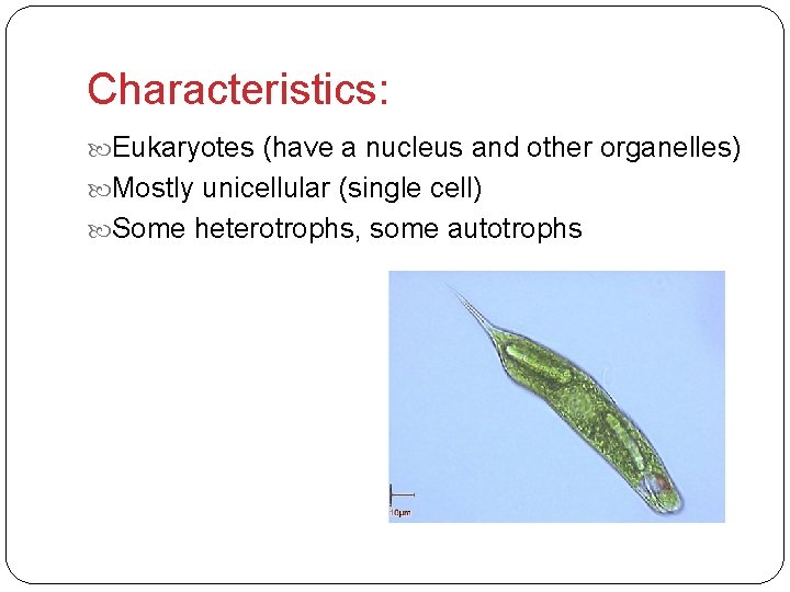 Characteristics: Eukaryotes (have a nucleus and other organelles) Mostly unicellular (single cell) Some heterotrophs,