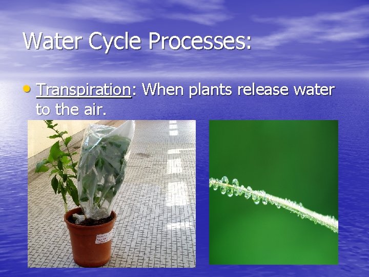 Water Cycle Processes: • Transpiration: When plants release water to the air. 