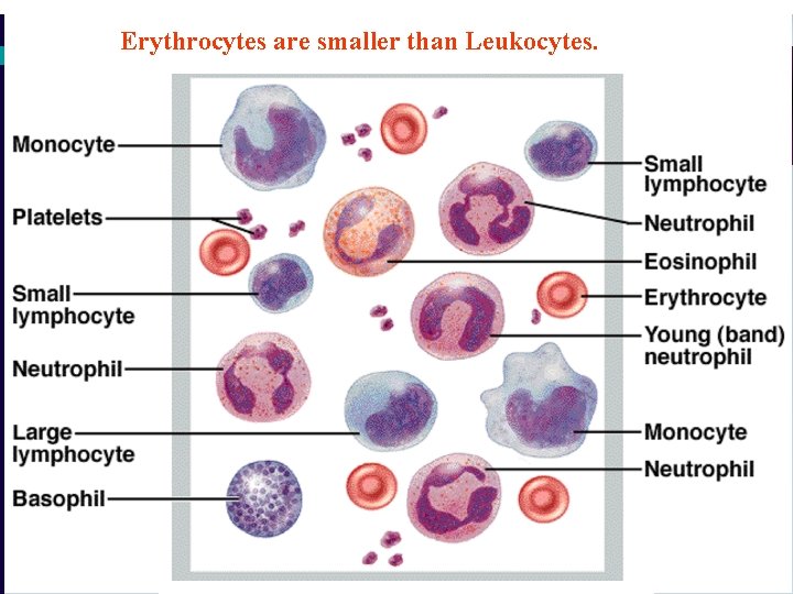 Erythrocytes are smaller than Leukocytes. 