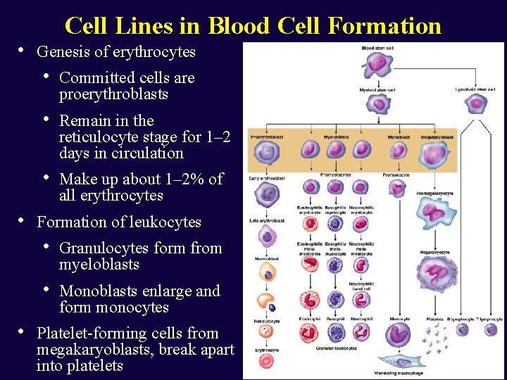  • • • Cell Lines in Blood Cell Formation Genesis of erythrocytes •