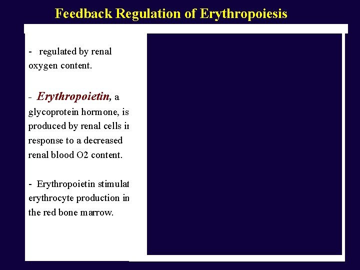 Feedback Regulation of Erythropoiesis - regulated by renal oxygen content. - Erythropoietin, a glycoprotein