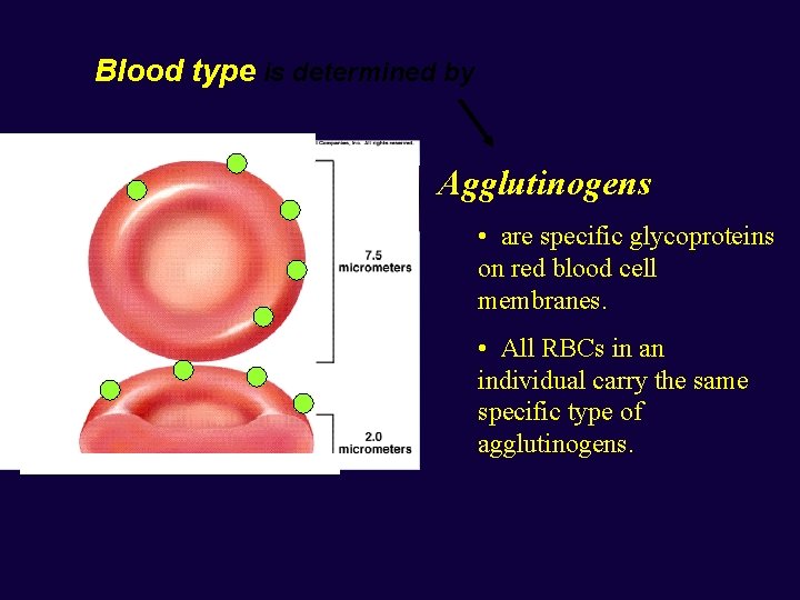 Blood type is determined by Agglutinogens • are specific glycoproteins on red blood cell