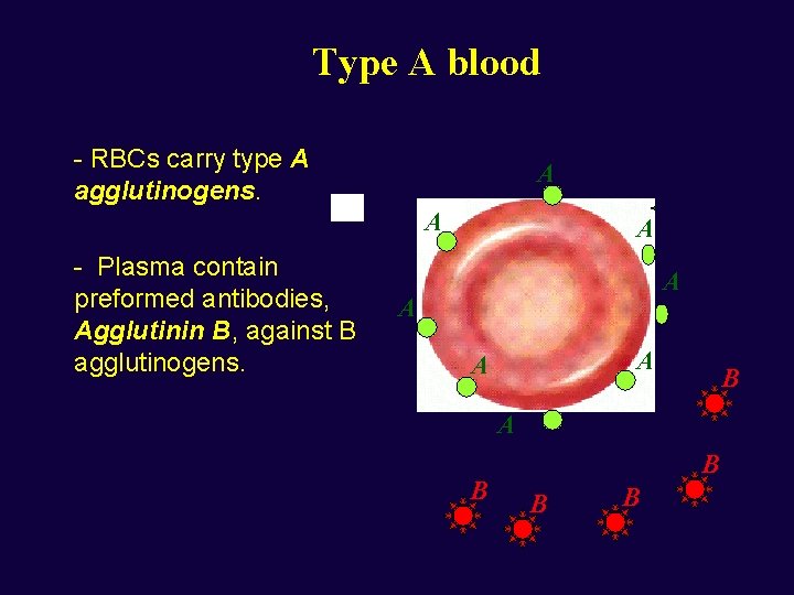 Type A blood - RBCs carry type A agglutinogens. A A - Plasma contain