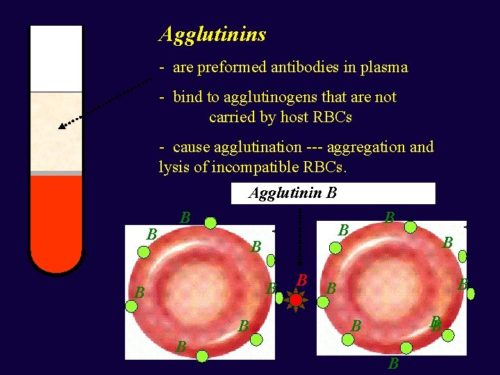 Agglutinins - are preformed antibodies in plasma - bind to agglutinogens that are not