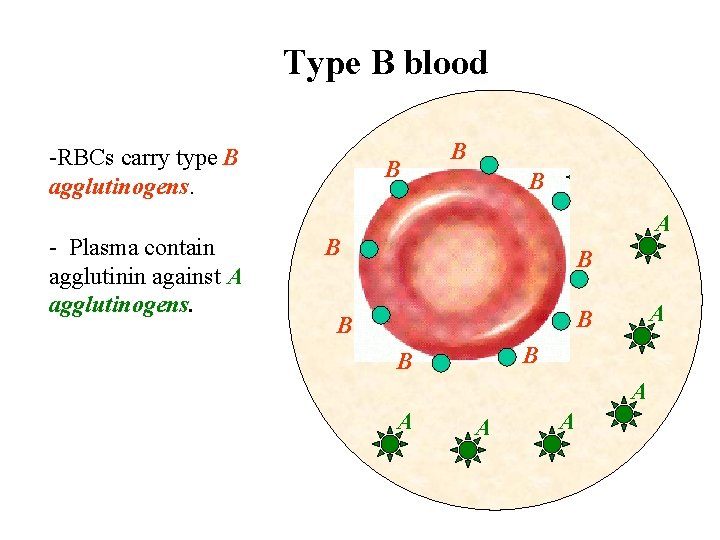 Type B blood -RBCs carry type B agglutinogens. - Plasma contain agglutinin against A