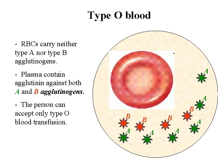 Type O blood - RBCs carry neither type A nor type B agglutinogens. A
