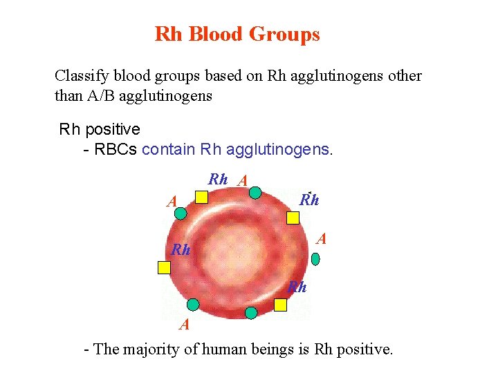 Rh Blood Groups Classify blood groups based on Rh agglutinogens other than A/B agglutinogens