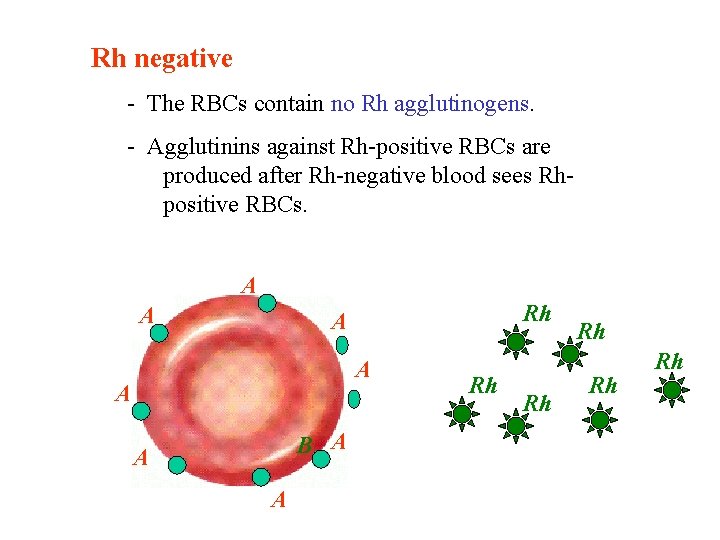 Rh negative - The RBCs contain no Rh agglutinogens. - Agglutinins against Rh-positive RBCs