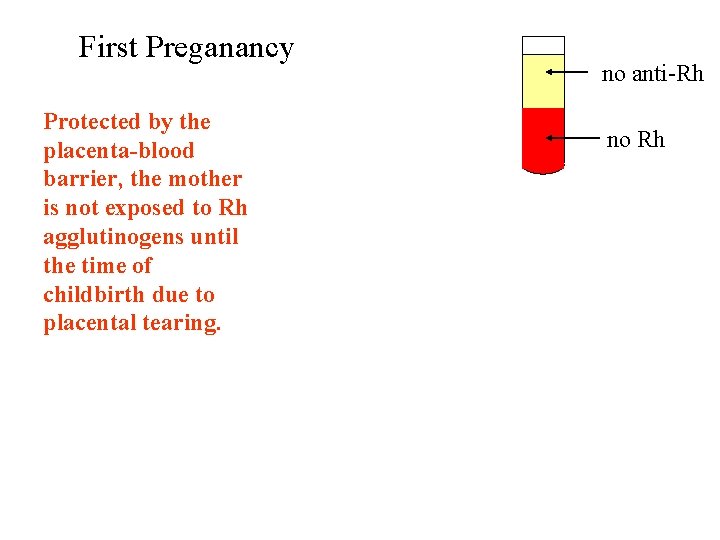 First Preganancy Protected by the placenta-blood barrier, the mother is not exposed to Rh