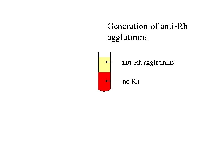 Generation of anti-Rh agglutinins no Rh 