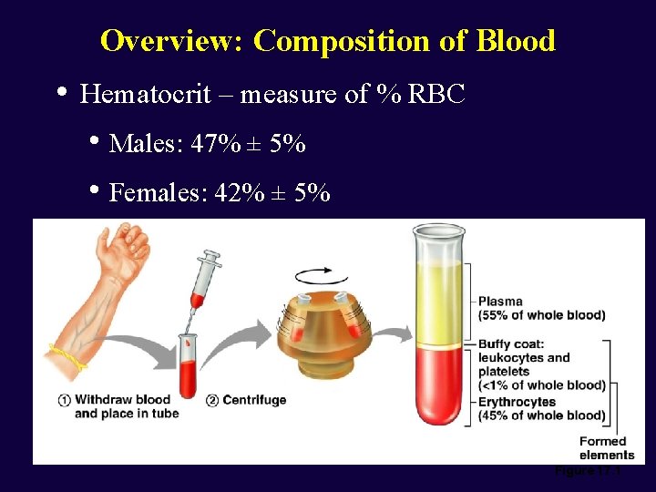 Overview: Composition of Blood • Hematocrit – measure of % RBC • Males: 47%
