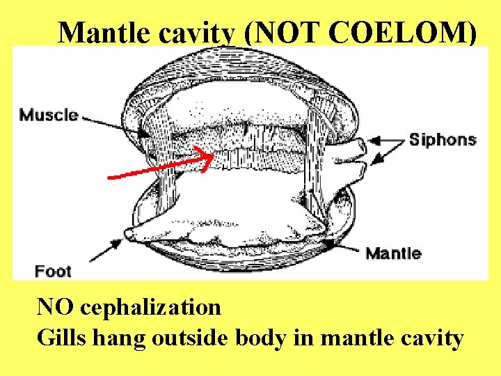 Mantle cavity (NOT COELOM) NO cephalization Gills hang outside body in mantle cavity 